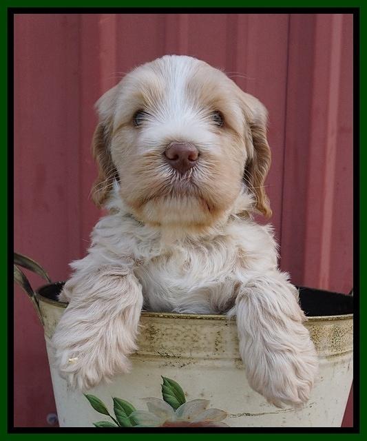 Laynie Camo pups 5 wks old131