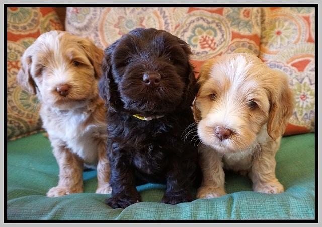 Laynie Camo pups 5 wks old321