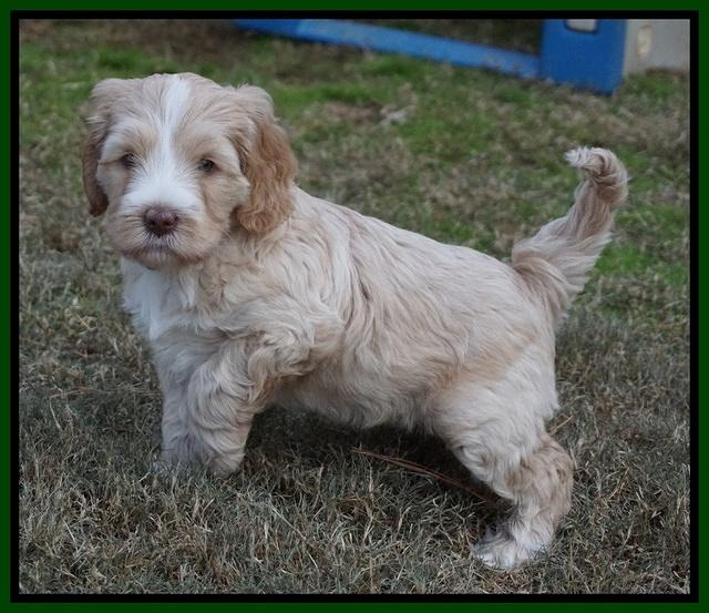 Laynie Camo pups 6 wks old 151
