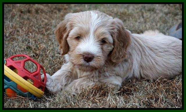 Laynie Camo pups 6 wks old 191