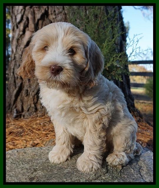 Laynie Camo pups 7 wks old 101