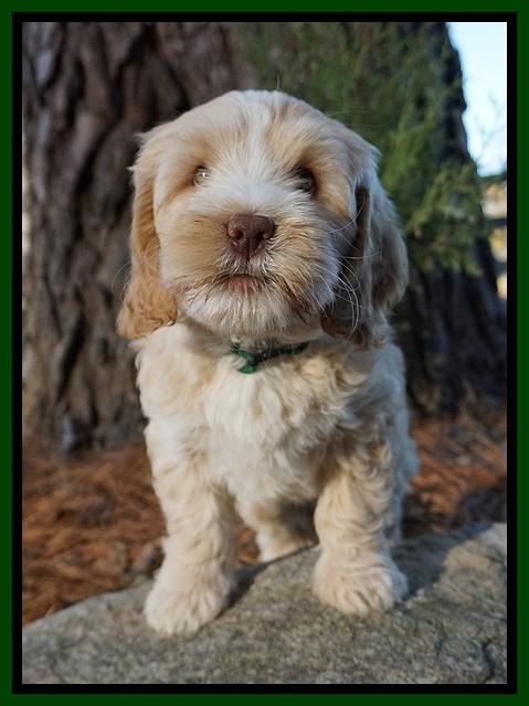Laynie Camo pups 7 wks old 81