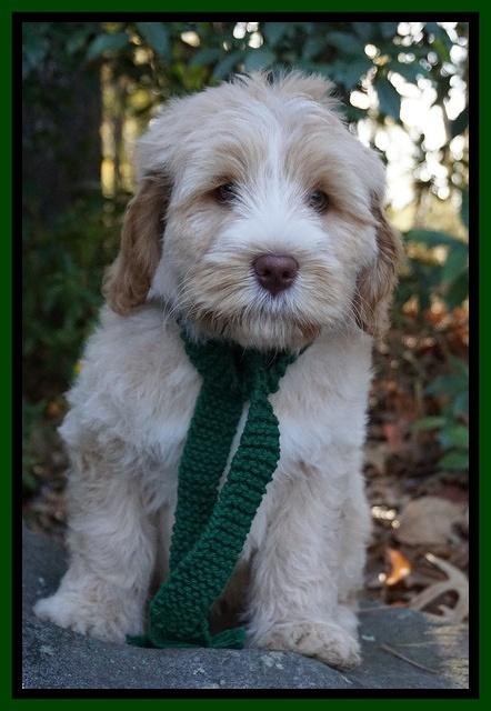 Laynie Camo pups 8 wks old 7200