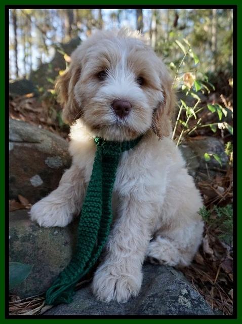 Laynie Camo pups 8 wks old 9200