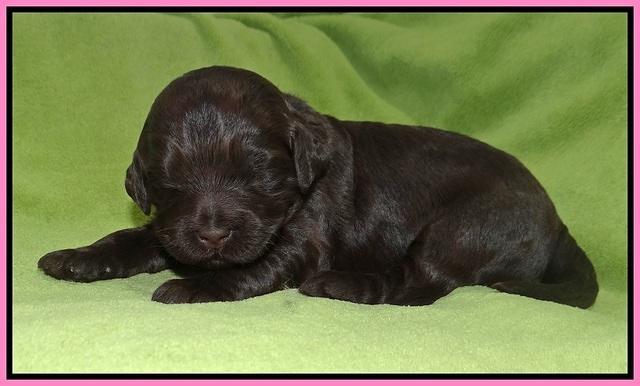 Laynie Camo pups 2 wks old 11