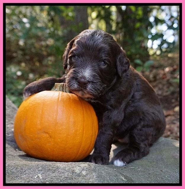 Laynie Camo pups 3 wks old 11