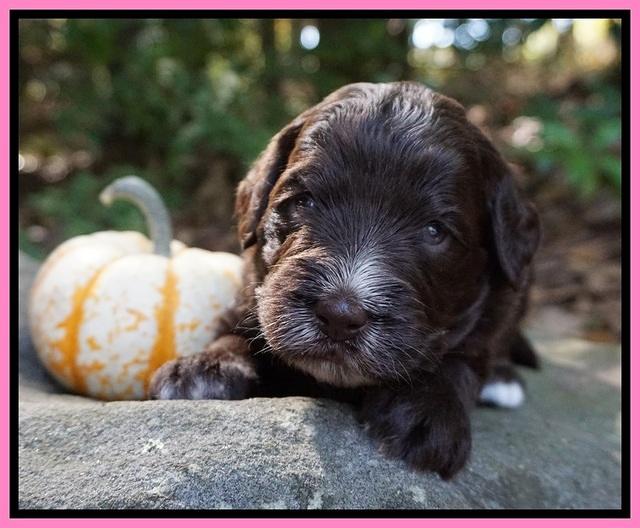 Laynie Camo pups 3 wks old 21
