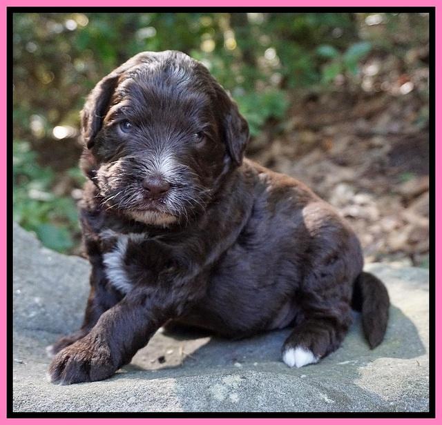 Laynie Camo pups 3 wks old 31