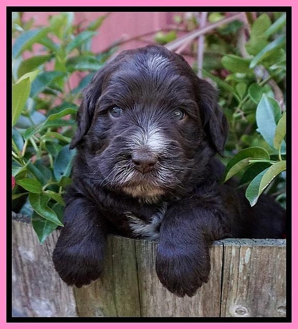 Laynie Camo pups 4 wks old 1100