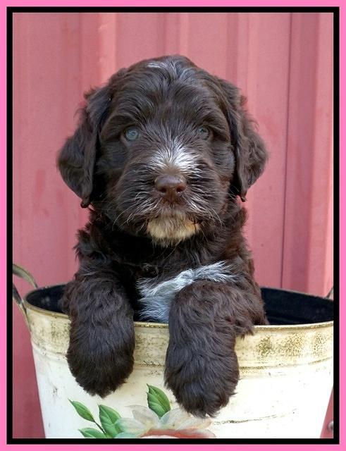 Laynie Camo pups 5 wks old11