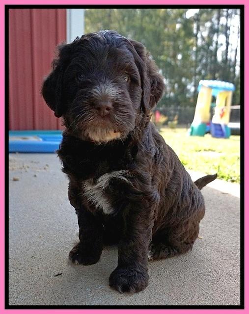 Laynie Camo pups 5 wks old31