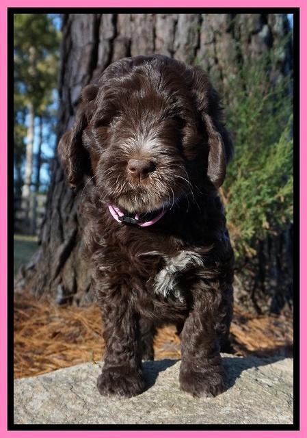 Laynie Camo pups 7 wks old 21