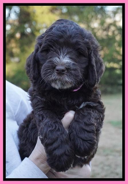 Laynie Camo pups 7 wks old 31