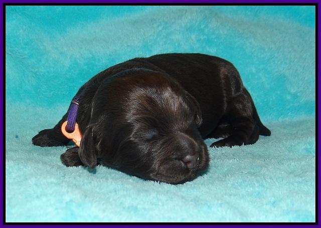 Laynie Camo pups 1 wk old71