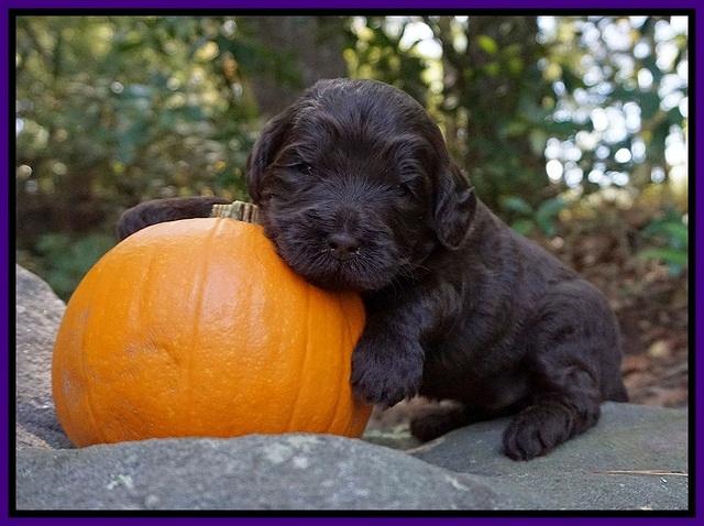 Laynie Camo pups 3 wks old 131