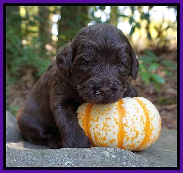 Laynie Camo pups 3 wks old 151