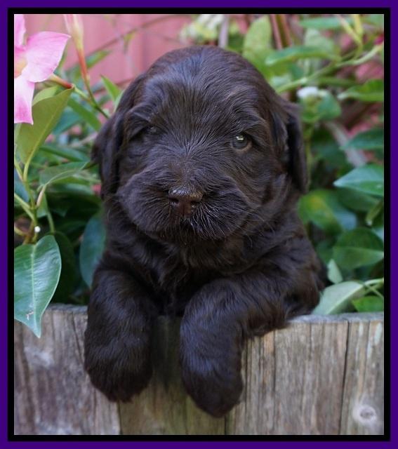 Laynie Camo pups 4 wks old 14100