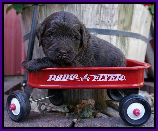 Laynie Camo pups 4 wks old 15100