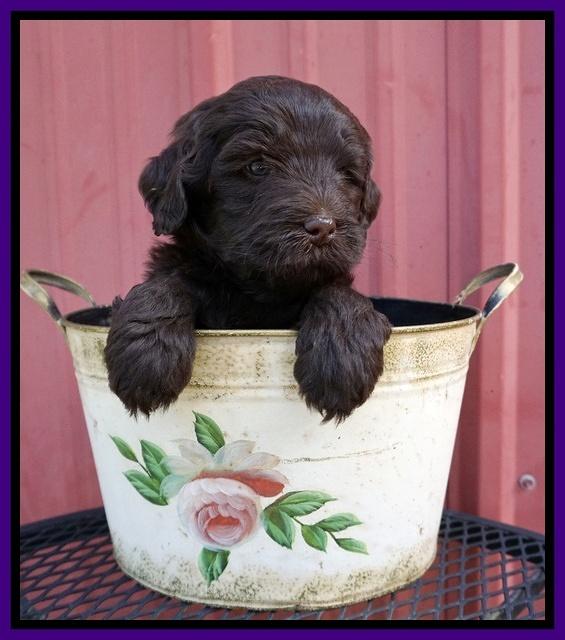 Laynie Camo pups 5 wks old171