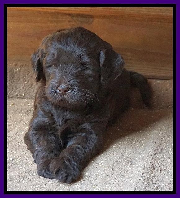 Laynie Camo pups 5 wks old211