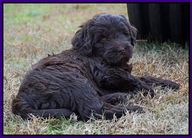 Laynie Camo pups 6 wks old 201