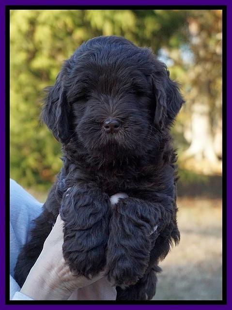 Laynie Camo pups 7 wks old 141