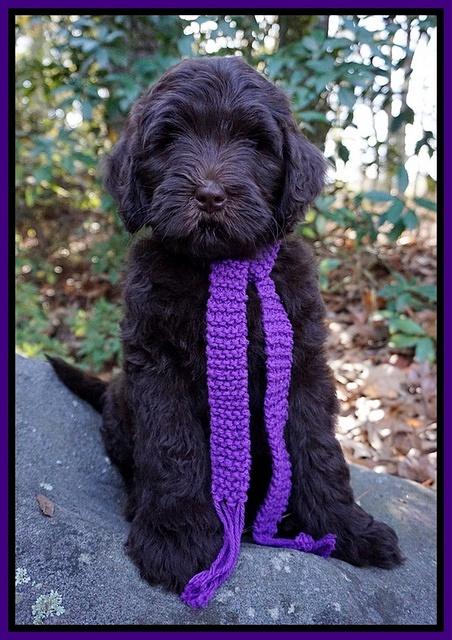 Laynie Camo pups 8 wks old 972