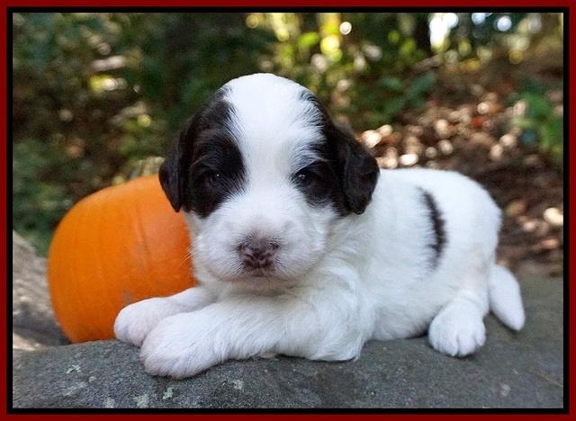 Laynie Camo pups 3 wks old 171