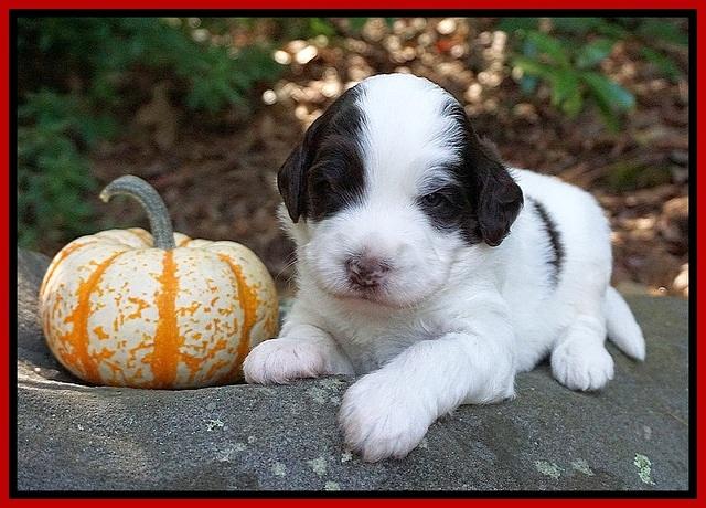 Laynie Camo pups 3 wks old 181