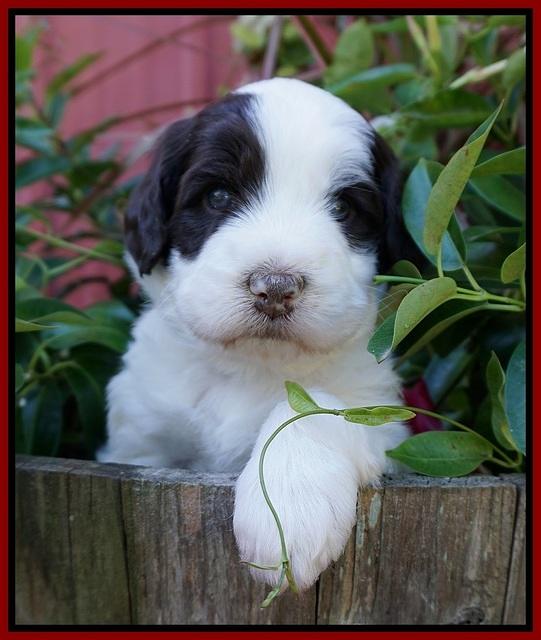 Laynie Camo pups 4 wks old 18100