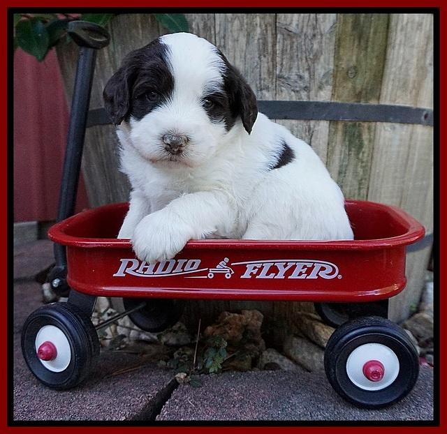 Laynie Camo pups 4 wks old 19100