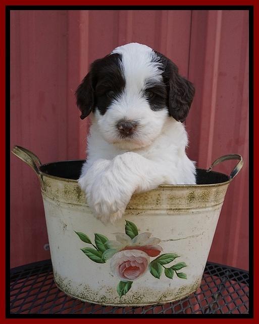 Laynie Camo pups 5 wks old231