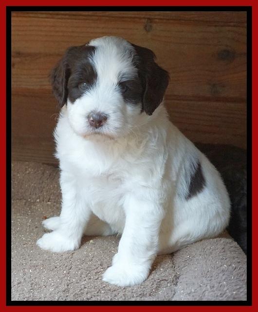 Laynie Camo pups 5 wks old241