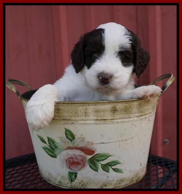 Laynie Camo pups 5 wks old251