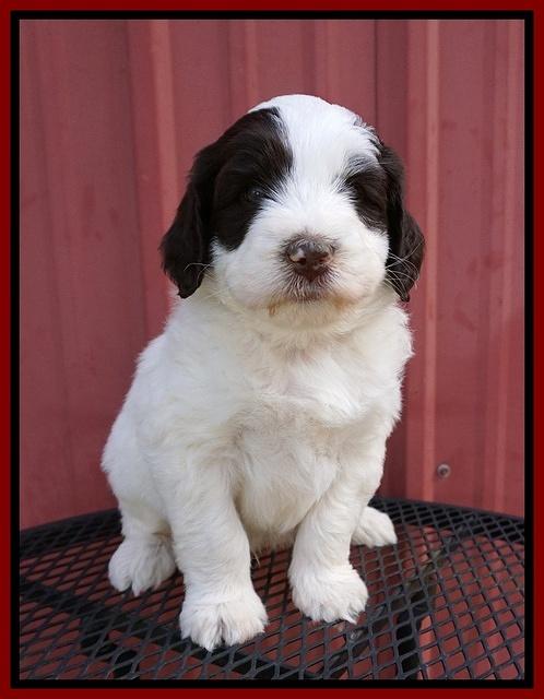 Laynie Camo pups 5 wks old261