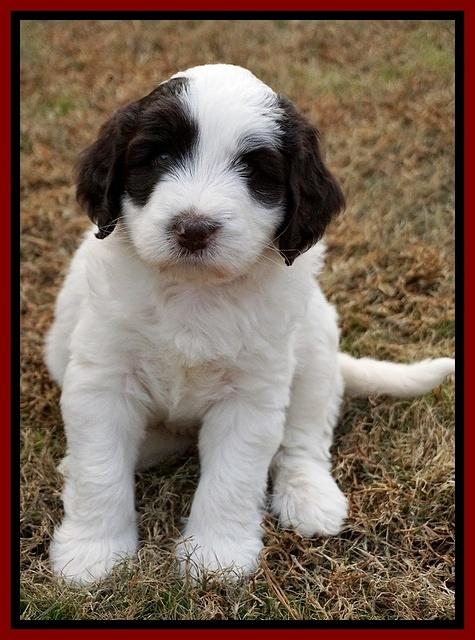 Laynie Camo pups 6 wks old 321