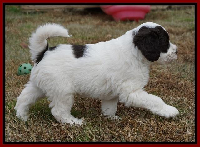 Laynie Camo pups 6 wks old 341