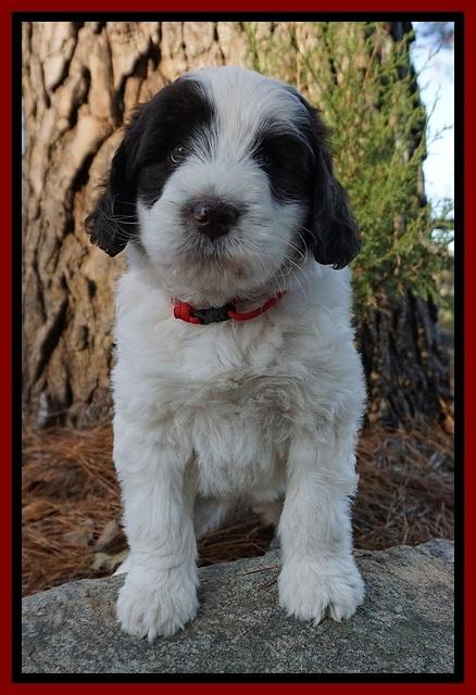 Laynie Camo pups 7 wks old 161