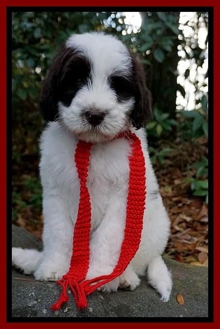 Laynie Camo pups 8 wks old 31