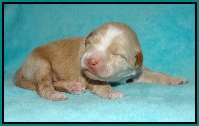 Laynie Camo pups 1 wk old141