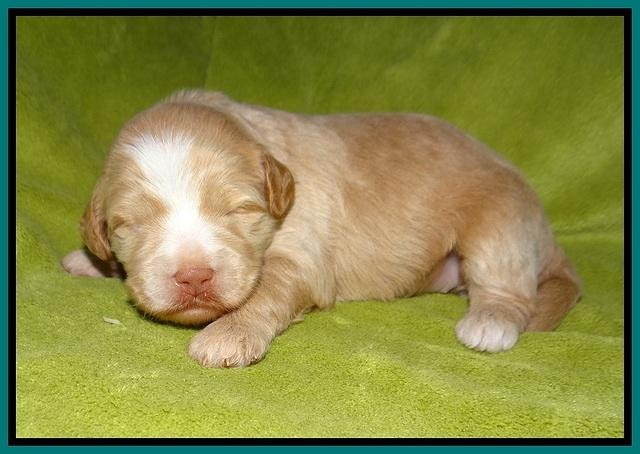 Laynie Camo pups 2 wks old 161
