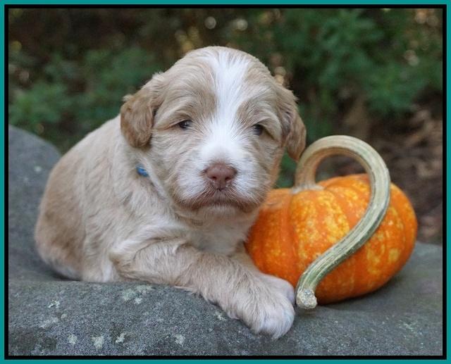 Laynie Camo pups 3 wks old 251