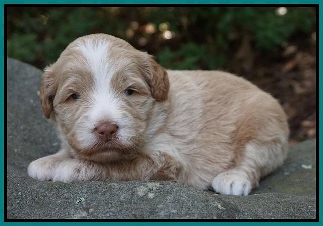 Laynie Camo pups 3 wks old 261
