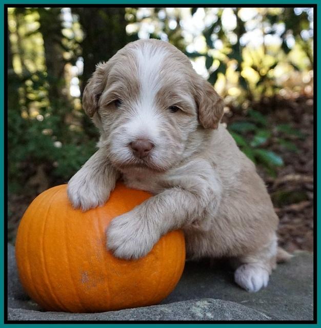 Laynie Camo pups 3 wks old 271