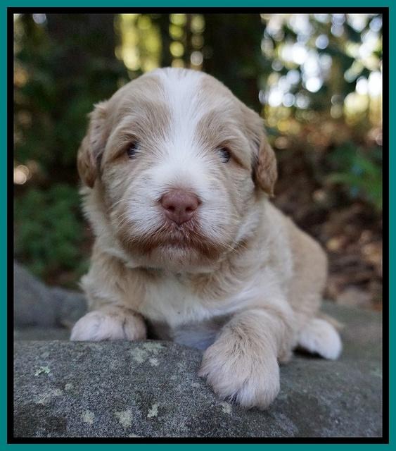 Laynie Camo pups 3 wks old 281