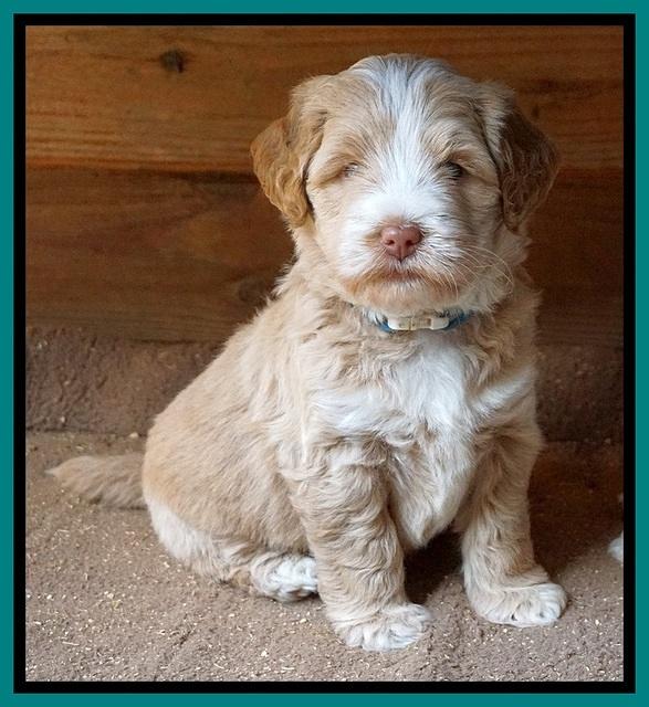 Laynie Camo pups 5 wks old141