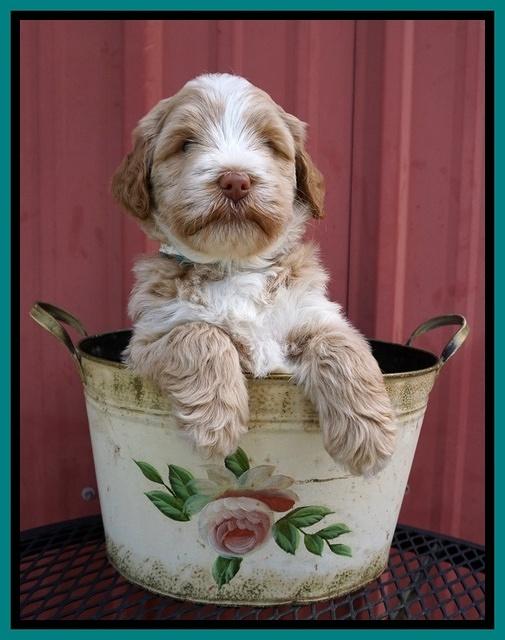 Laynie Camo pups 5 wks old91