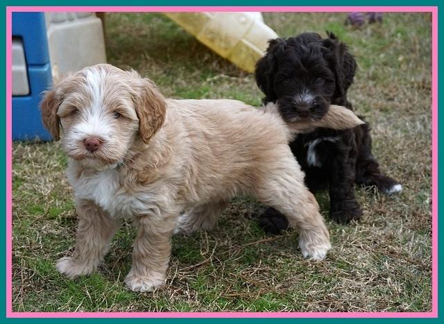 Laynie Camo pups 6 wks old 441