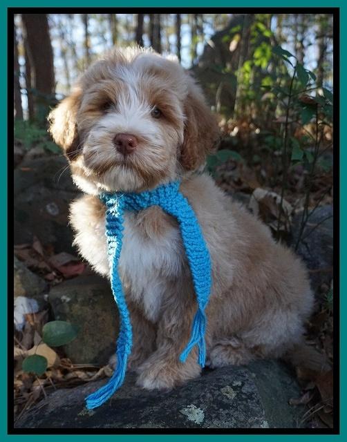 Laynie Camo pups 8 wks old 1200
