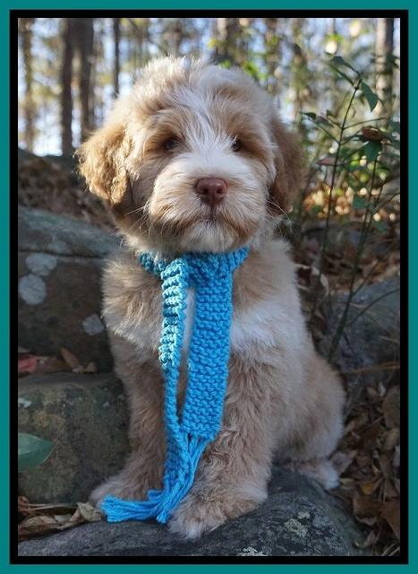 Laynie Camo pups 8 wks old 2200